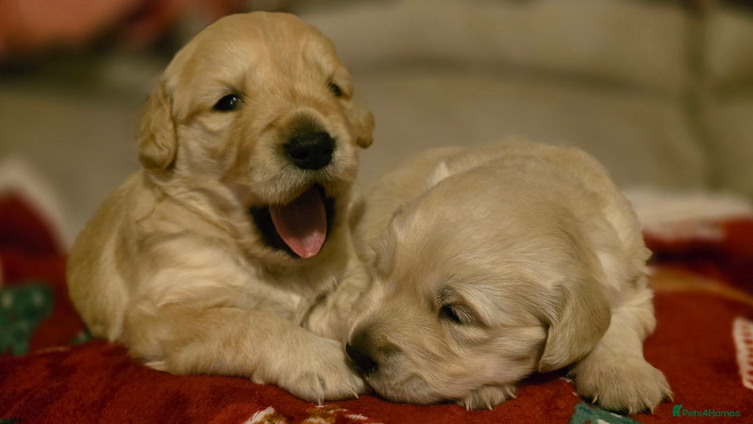 Golden Retriever dogs for sale: Chunky golden retrievers  - Advert 1