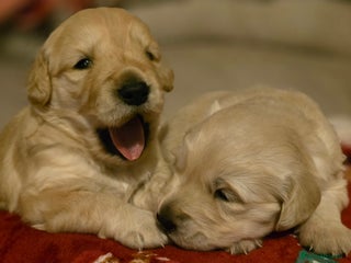 Golden Retriever dogs Chunky golden retrievers - Advert 9