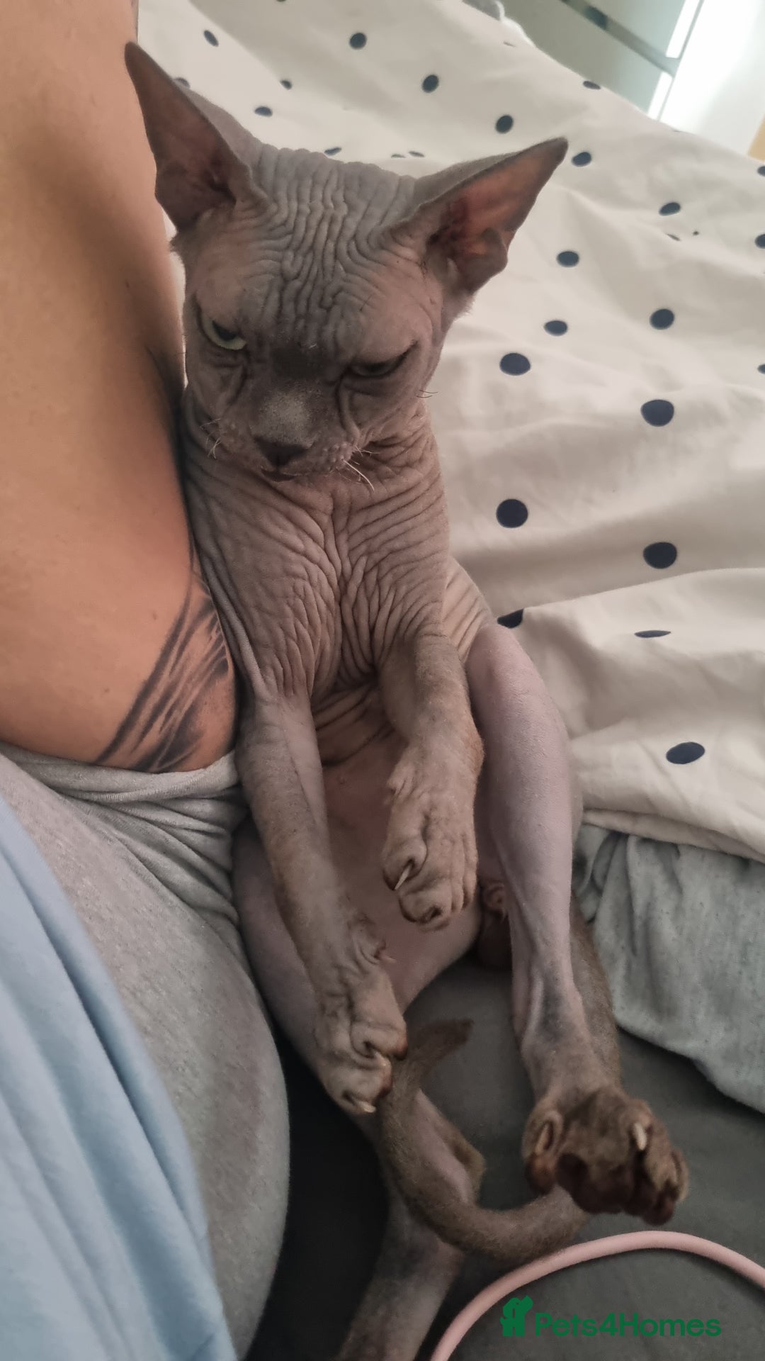 Sphynx cats for stud: Sphynx stud  - Image 2