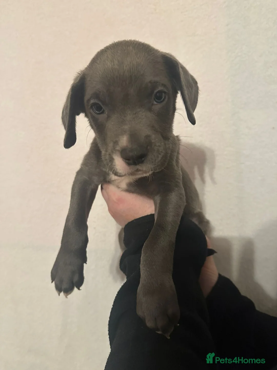 Mixed Breed dogs for sale: Cane corso x Alpha blueblood bull dog - Advert 2