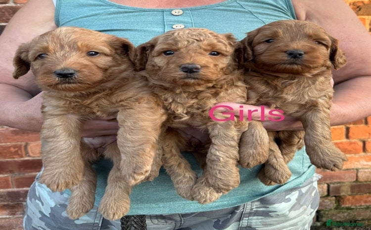 Labradoodle dogs - Advert 1