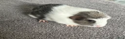 Guinea Pig rodents for sale: 4 bonded baby sows £50 a pair  - Advert 6