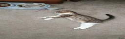 Domestic Shorthair cats for sale: A brown tabby and white coat pattern  in Bilston - Advert 3