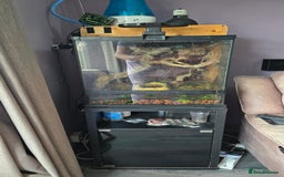 Frog reptiles for sale: 2x Male Whites tree frog and set up - Image 1