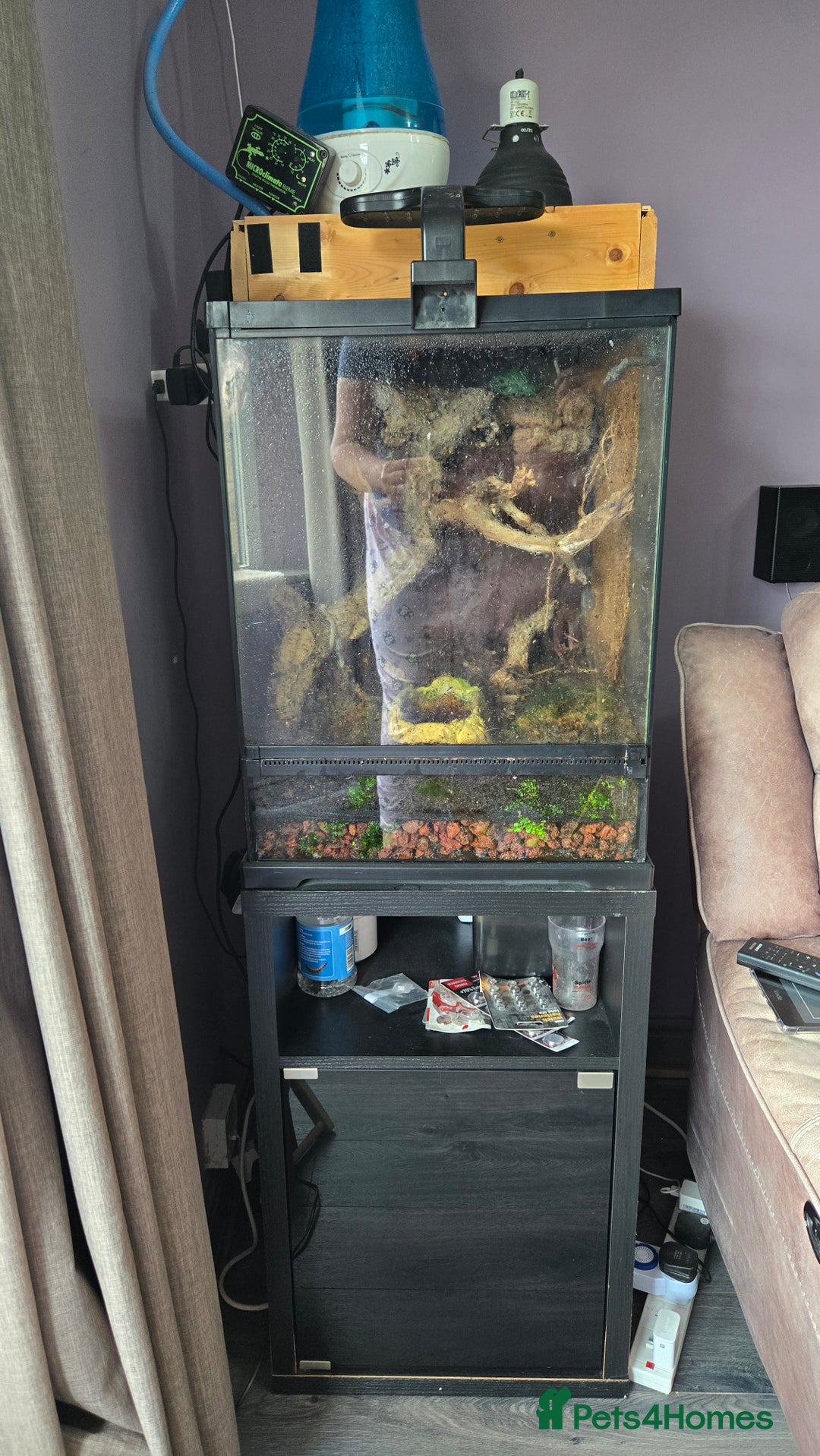 Frog reptiles for sale: 2x Male Whites tree frog and set up - Image 1