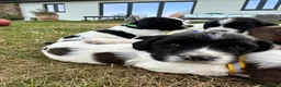 English Springer Spaniel dogs for sale: KC registered family friendly Springer Spaniels - Advert 8