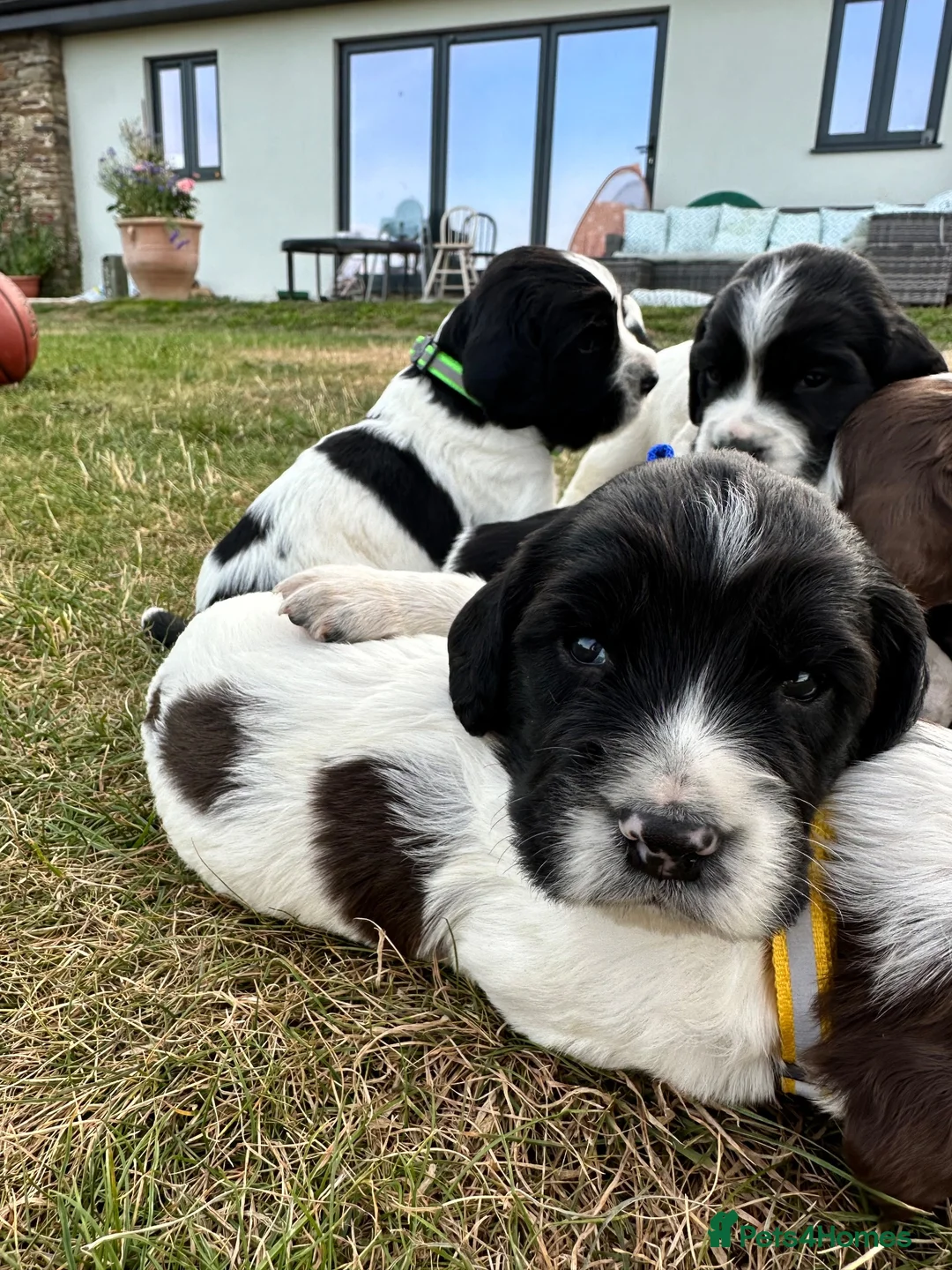 English Springer Spaniel dogs for sale: KC registered family friendly Springer Spaniels - Advert 8