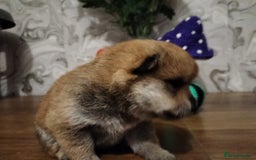 Japanese Shiba Inu dogs for sale: Well bred Japanese shiba inu puppies  - Image 27