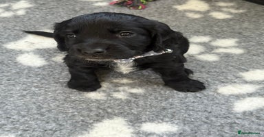 Cocker Spaniel dogs - Advert 5