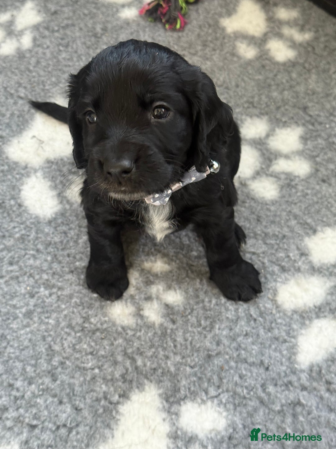 Cocker Spaniel dogs for sale: Cocker Spaniel Puppies - Image 5