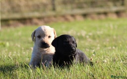 Labrador Retriever dogs for sale: Working Labrador Puppies  - Image 1