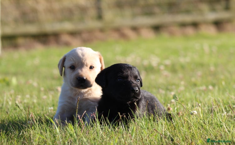 Labrador Retriever dogs - Advert 4