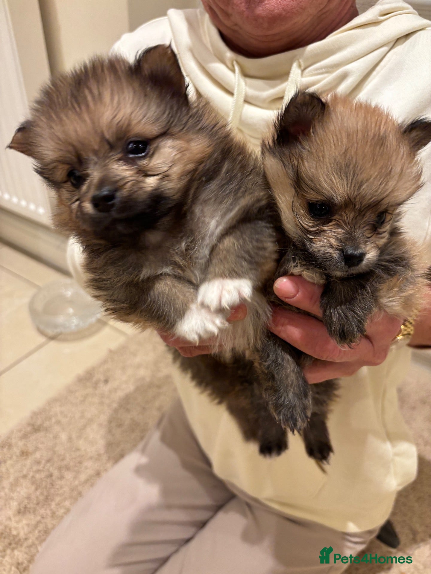 Pomeranian dogs for sale: Beautiful baby Pomeranian 🐾 - Advert 2