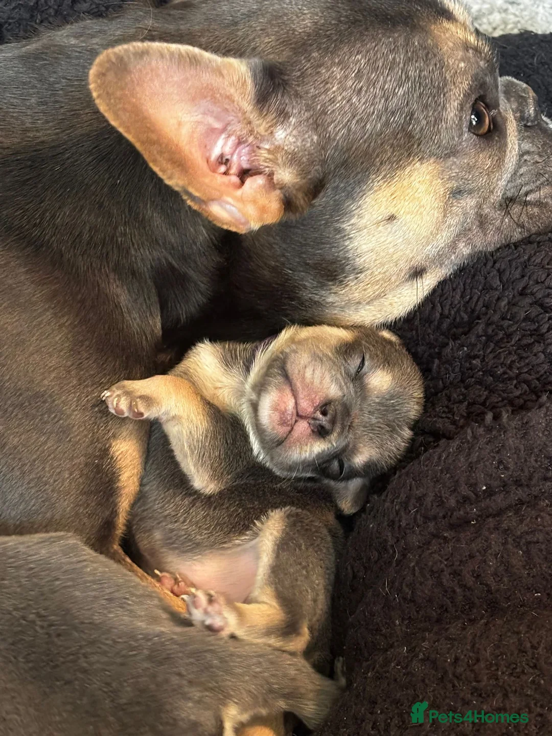 Mixed Breed dogs for sale: French X English bulldog puppies - Advert 34