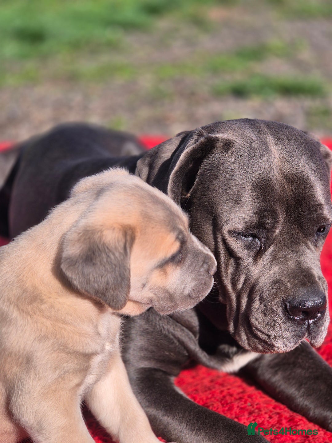 Cane Corso dogs for sale: Class Corsos  - Advert 19
