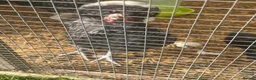 Chickens poultry for sale: Polish growers  - Advert 5