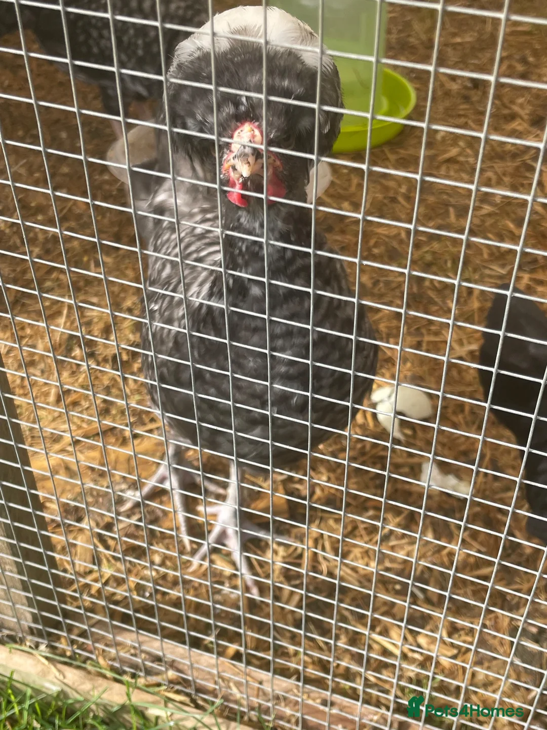 Chickens poultry for sale: Polish growers  - Advert 5