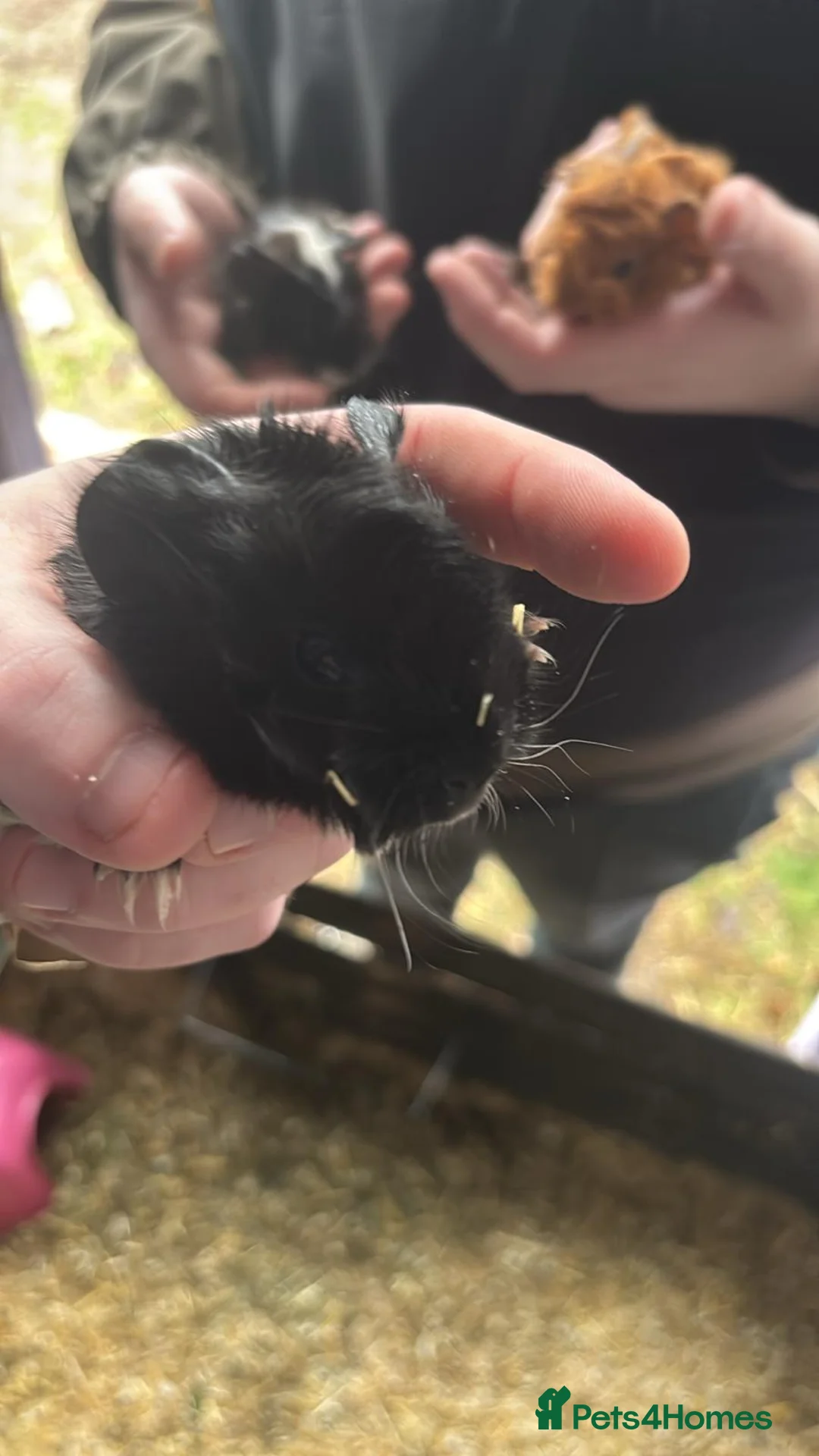 Guinea Pig rodents for sale: Baby guiena pigs ready in a few weeks  - Advert 3