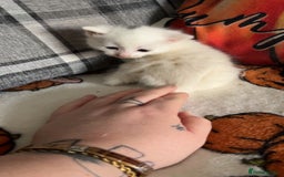 Mixed Breed cats for sale: Kittens for sale 1 female and 1 male  - Image 4