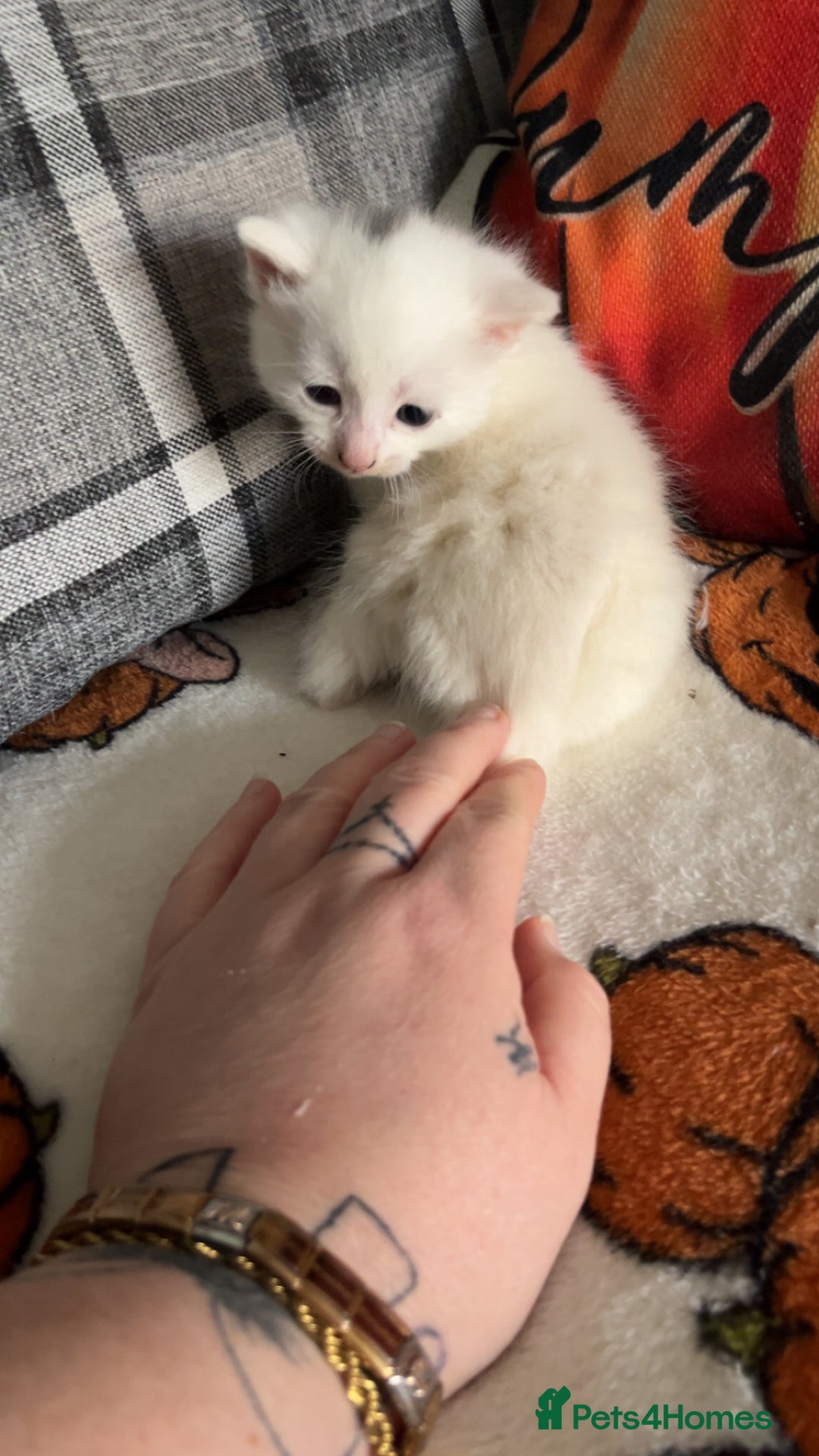 Mixed Breed cats for sale: Kittens for sale 1 female and 1 male  - Image 4