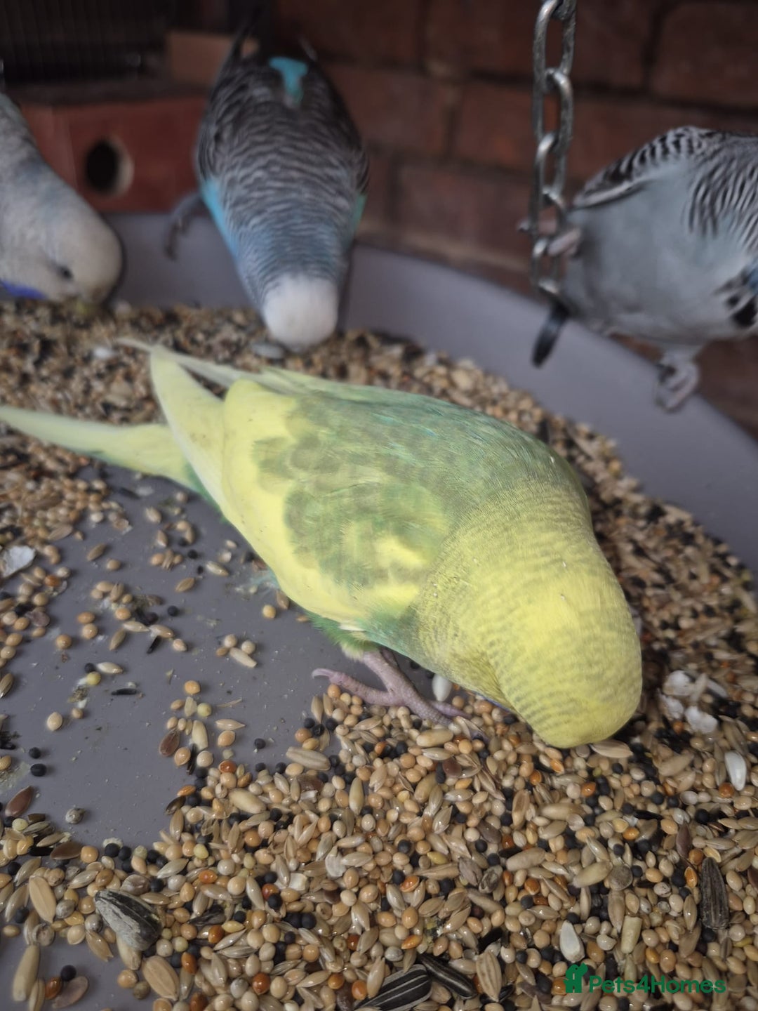 Budgerigars birds for sale:  Young Budgies  - Image 7