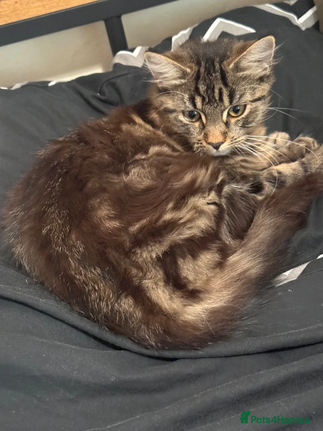 Mixed Breed cats for sale: 9 month old kitten - Advert 1