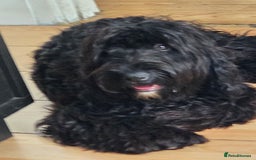 Cocker Spaniel dogs for sale: Romeo  - Image 1