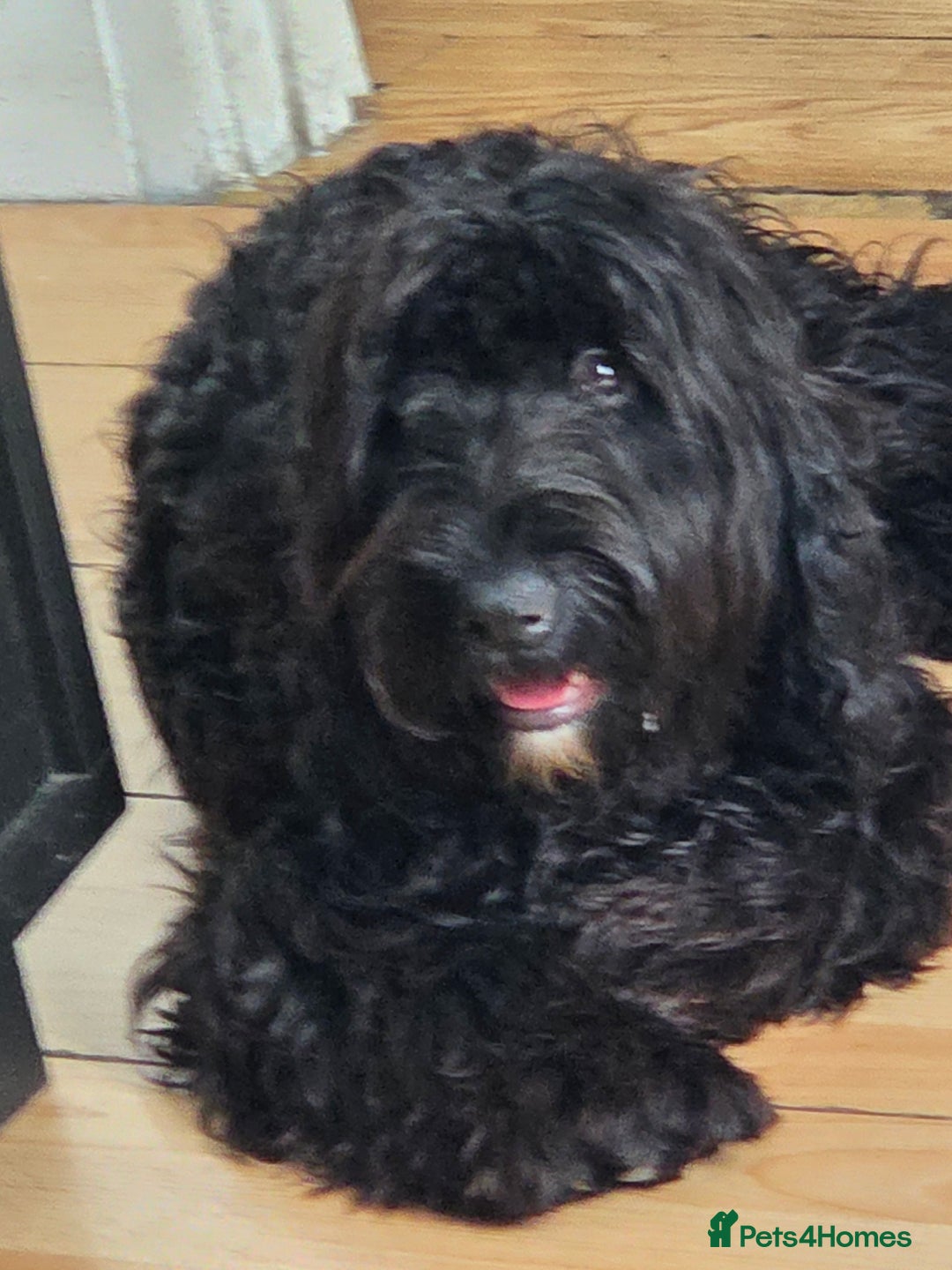 Cocker Spaniel dogs for sale: Romeo  - Image 1