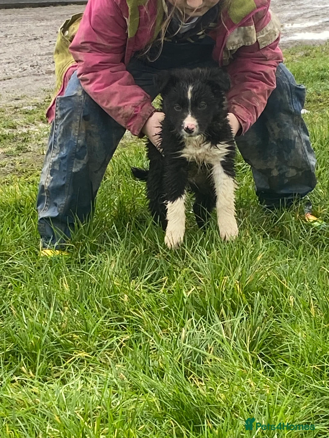 Mixed Breed dogs for sale: Blue/ black and white puppies for sale  - Advert 3