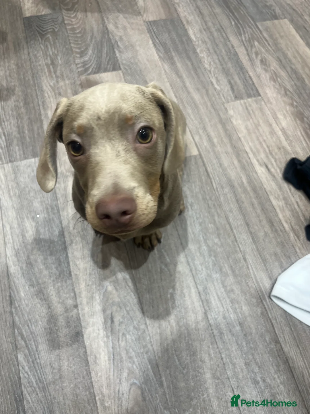 Miniature Dachshund dogs for sale: Miniature Dachshund Male (Blue/Tan) - Advert 1