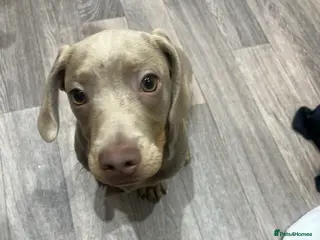 Miniature Dachshund dogs Miniature Dachshund Male (Blue/Tan) - Advert 2