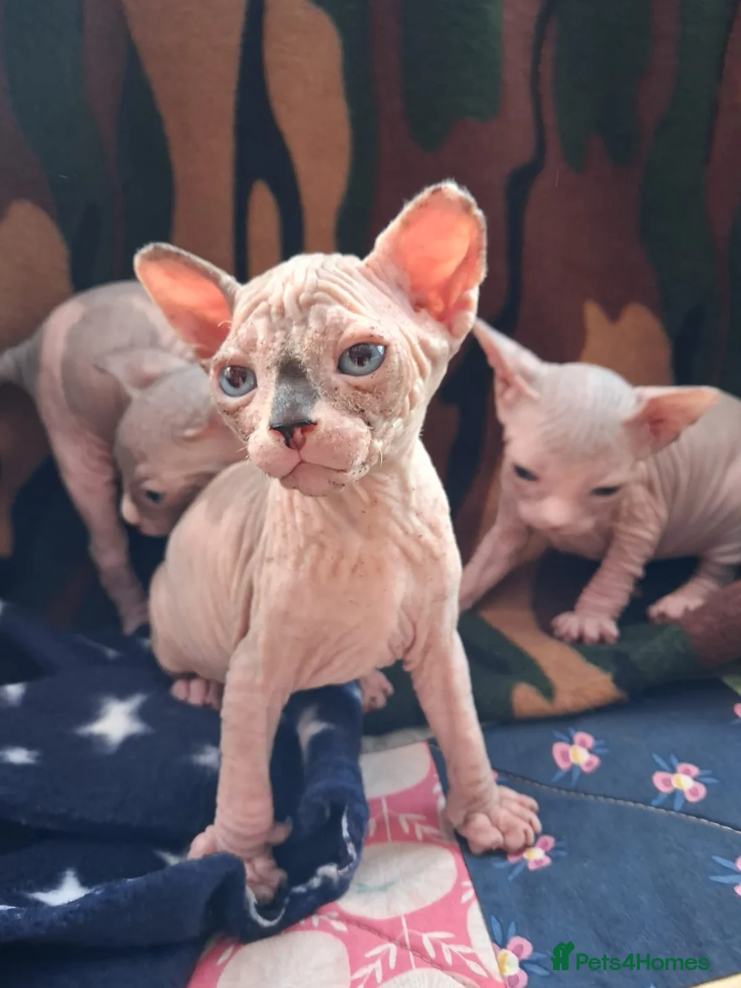 Sphynx cats for sale: Sphynx Kittens - Advert 1