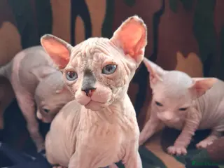 Sphynx cats Sphynx Kittens - Advert 1