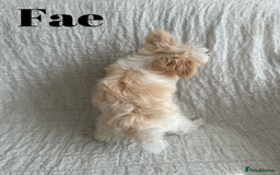 Yorkshire Terrier dogs for sale: Adorable Golddust Yorkshire Terrier Puppies - Image 22
