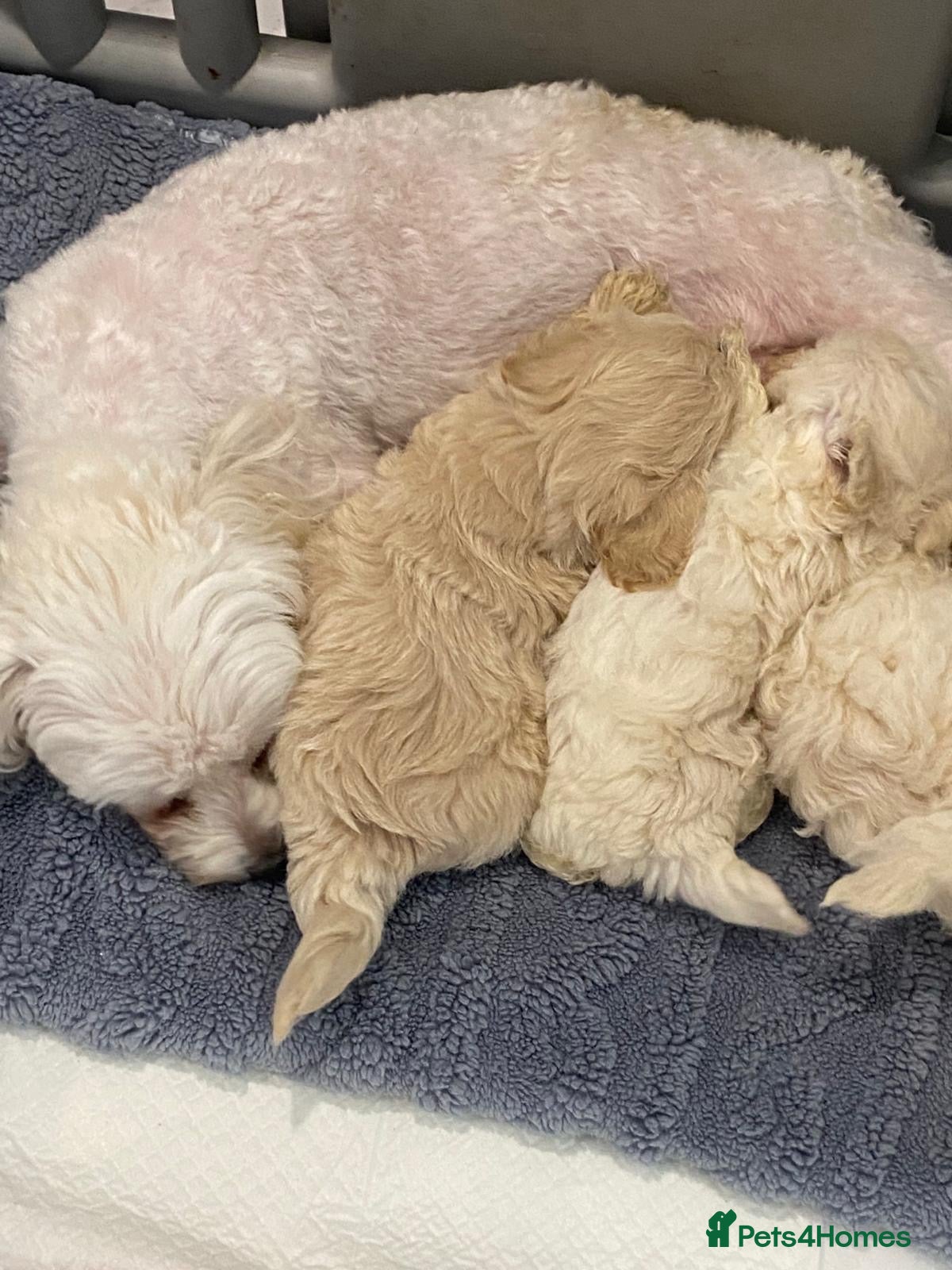 Maltipoo dogs Multipoo - Advert 2