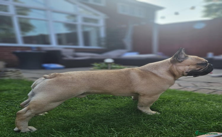 French Bulldog dogs - Advert 1
