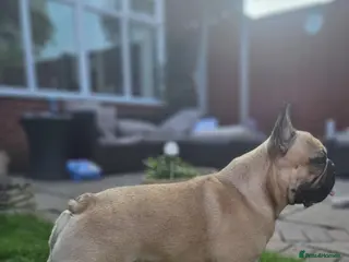 French Bulldog dogs Standard Fawn French Bulldog Stud. Silver Tested!! - Advert 1