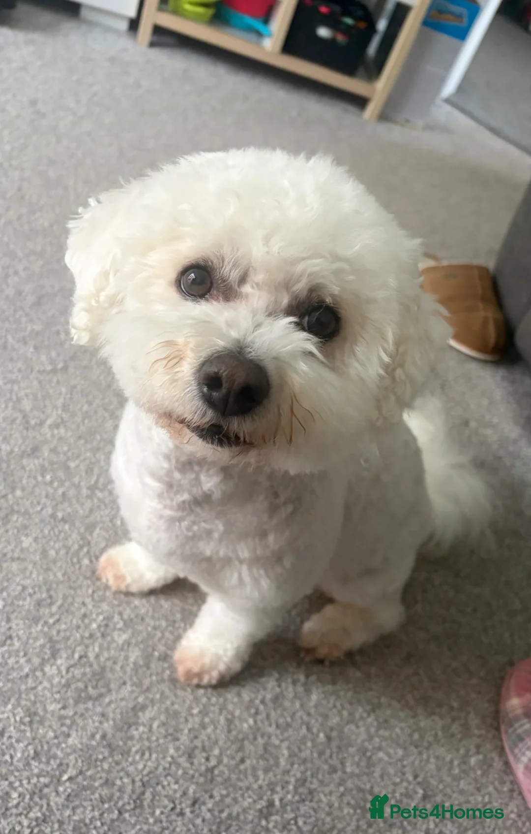 Mixed Breed dogs for sale: 7 year old bichion frise  - Advert 2