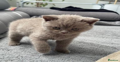 British Shorthair cats - Advert 15