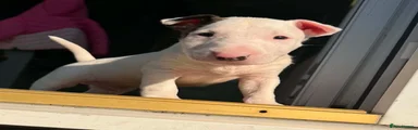 English Bull Terrier 1