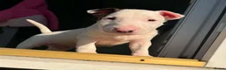 English Bull Terrier dogs for sale: 2 BOYS AVAILABLE KC REGISTERED  - Advert 5