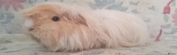 Guinea Pig rodents for sale: MEADOW SIDE CAVIES HEREFORDSHIRE  - Advert 10