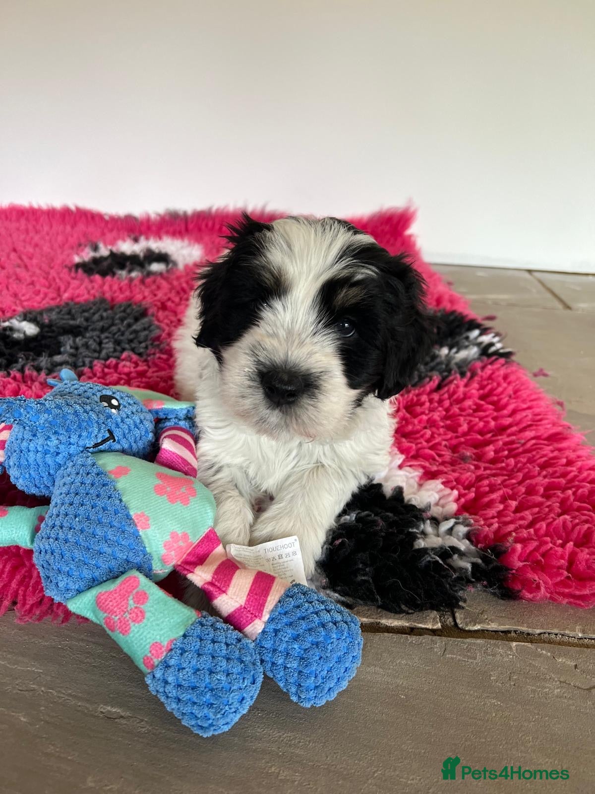 Polish Lowland Sheepdog dogs Rare Polish Lowland Sheepdog puppy girl available. - Advert 1