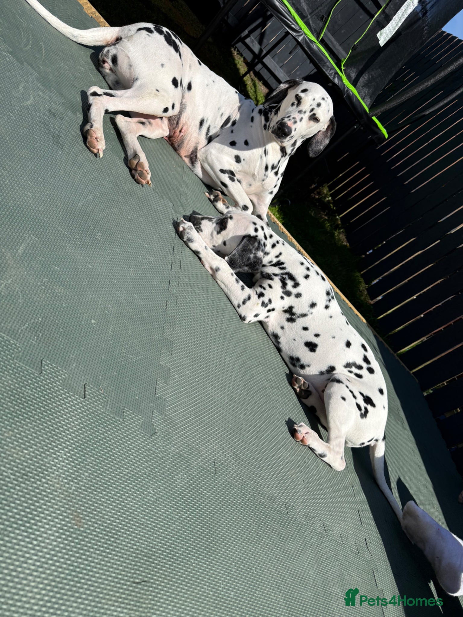 Dalmatian dogs  KC REGISTERED DALMATIAN PUPS  - Advert 1