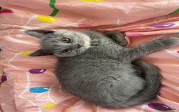 British Shorthair cats for sale: Beautiful 5th generation British shorthair kittens - Image 10
