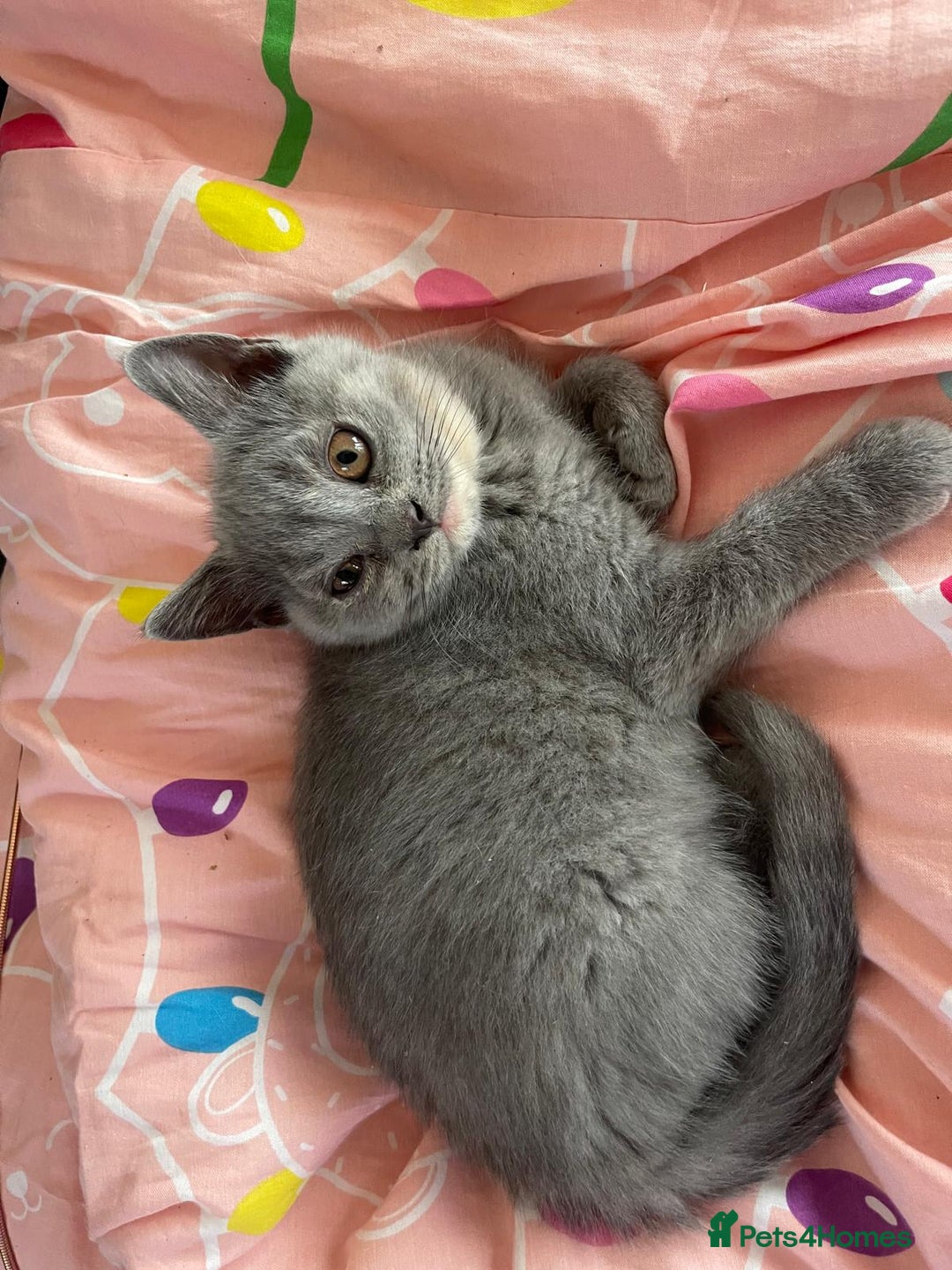 British Shorthair cats for sale: Beautiful 5th generation British shorthair kittens - Image 10