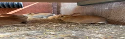 Mini Lop rabbits for sale: Lovely Mini Lop Bunnies  - Advert 5