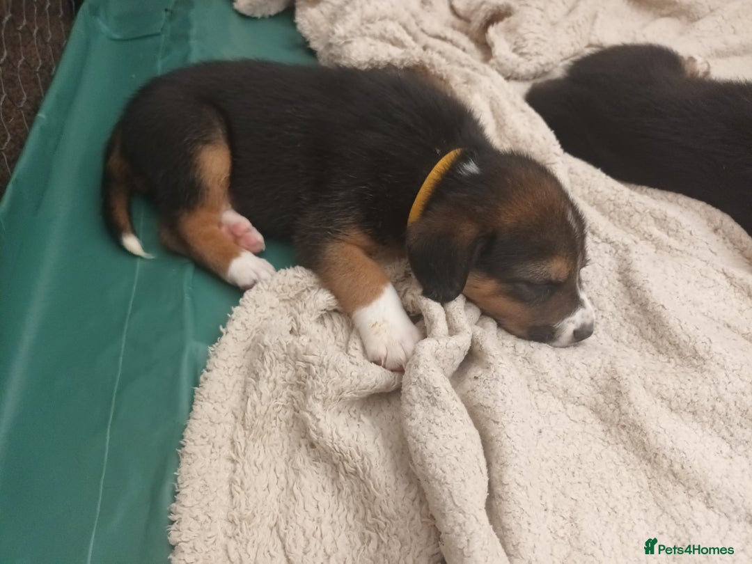 Mixed Breed dogs for sale: Collie x mixed hound puppies - Image 6