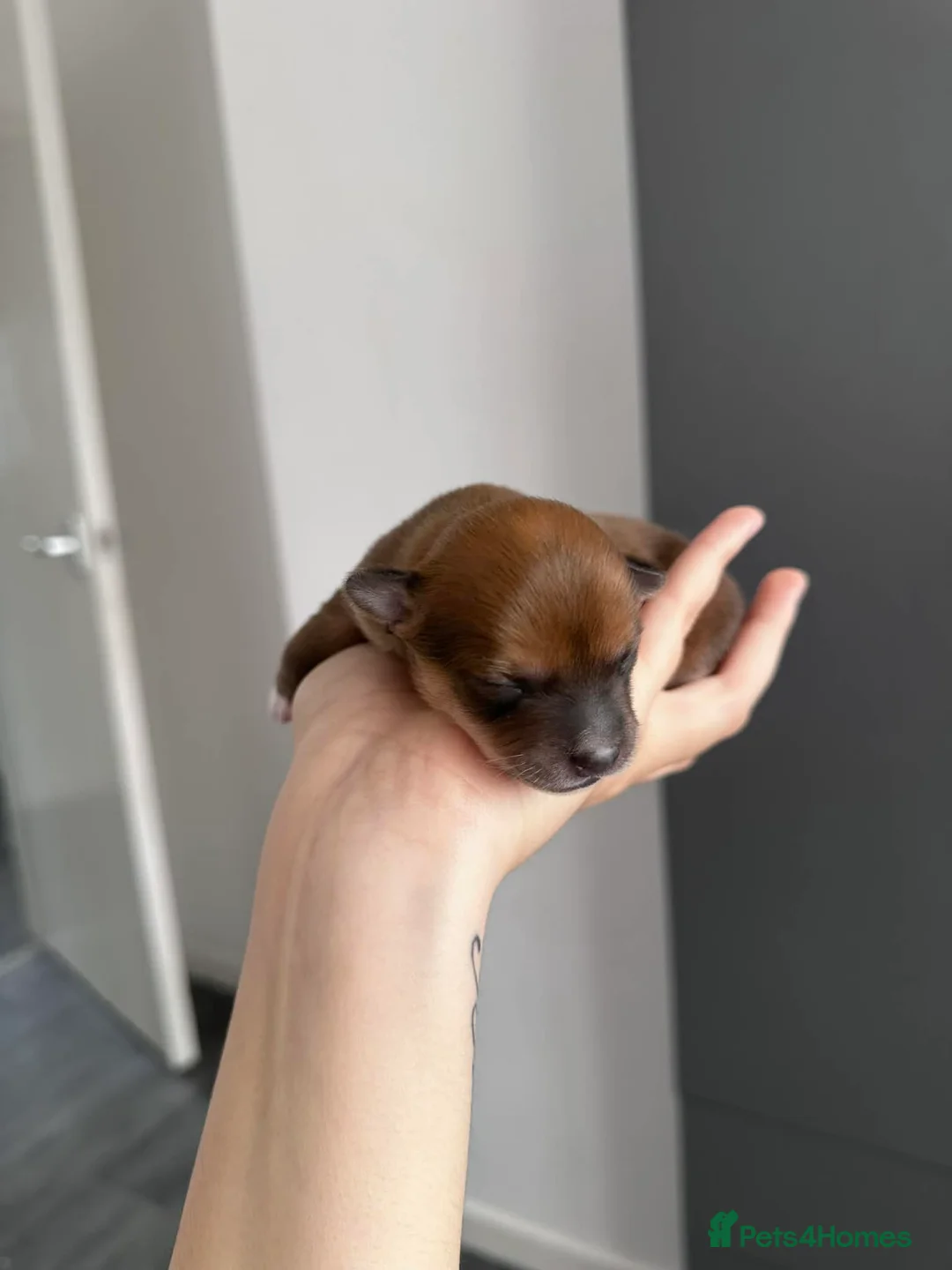 Chihuahua dogs for sale: Puppies  - Advert 2