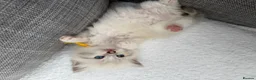 Ragdoll cats for sale: Blue lynx and bi colour ragdoll kittens in Bradford - Advert 9